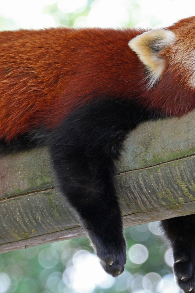 Красная панда спит на дереве высунув язык