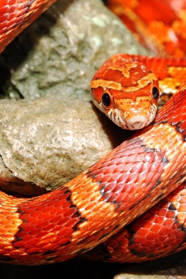 Красная змея на камне