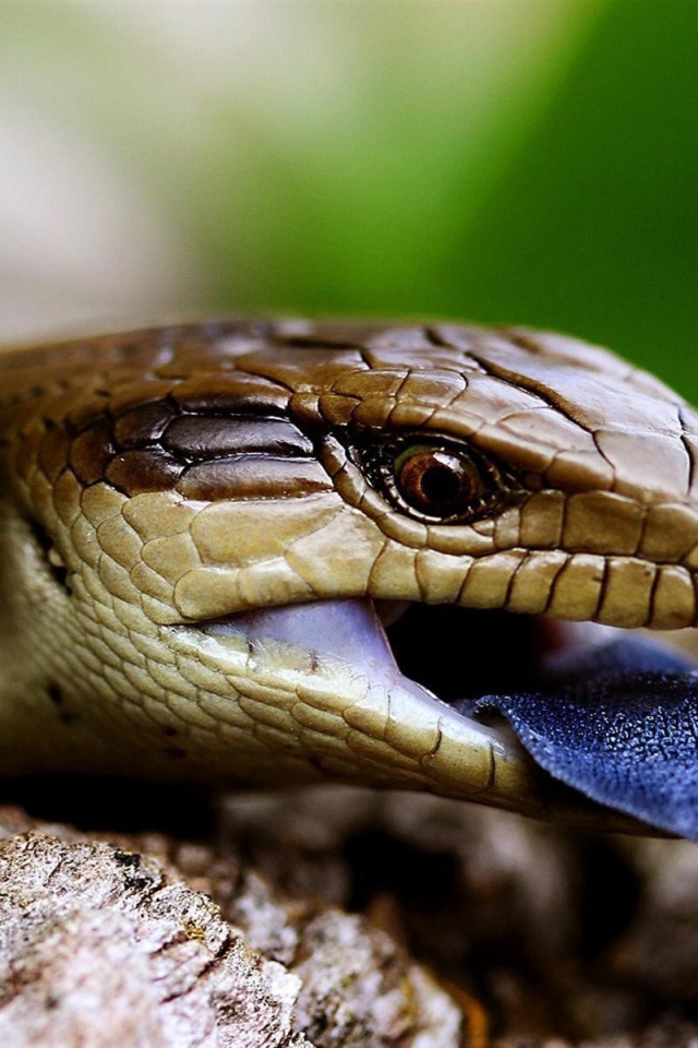 Рептилия с синим языком