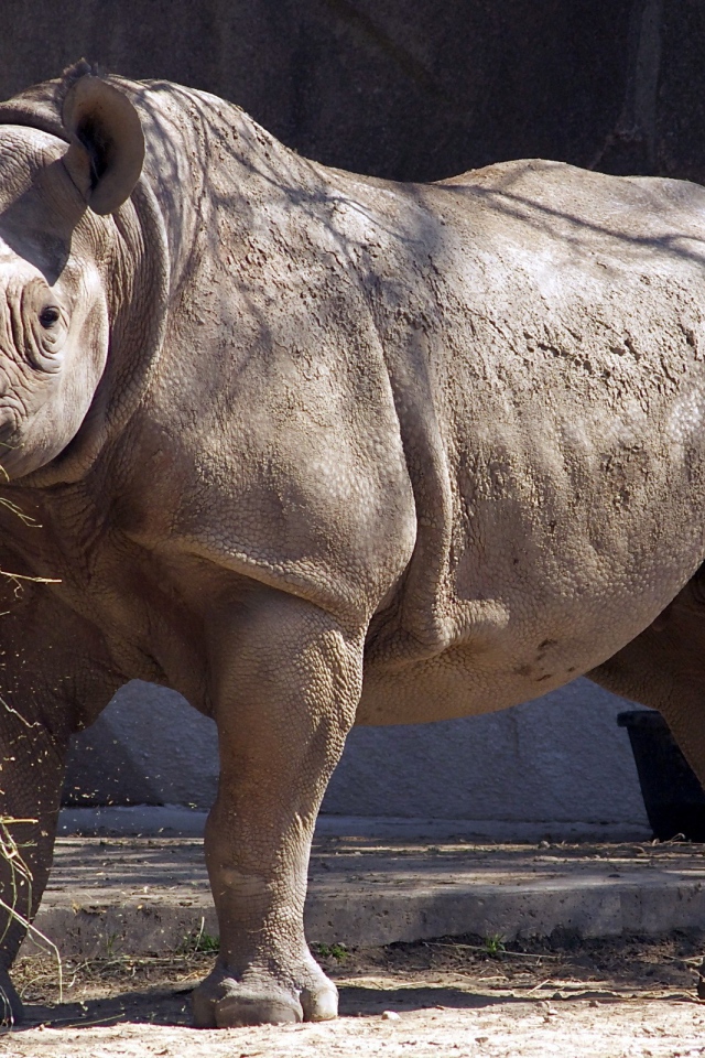 Носорог ест сено