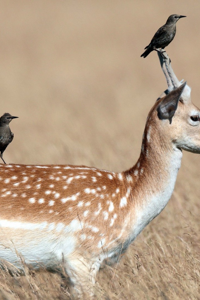 Грачи сидят на олене