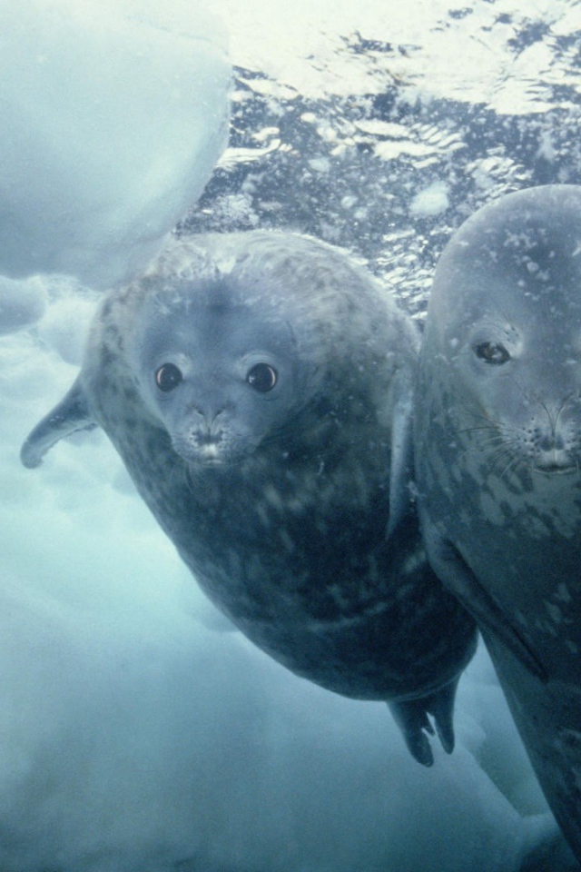 Морские котики нырнули в прорубь