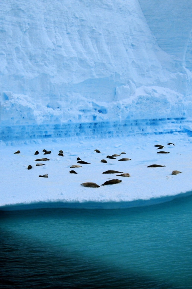 Тюлени лежат на голубой льдине у воды