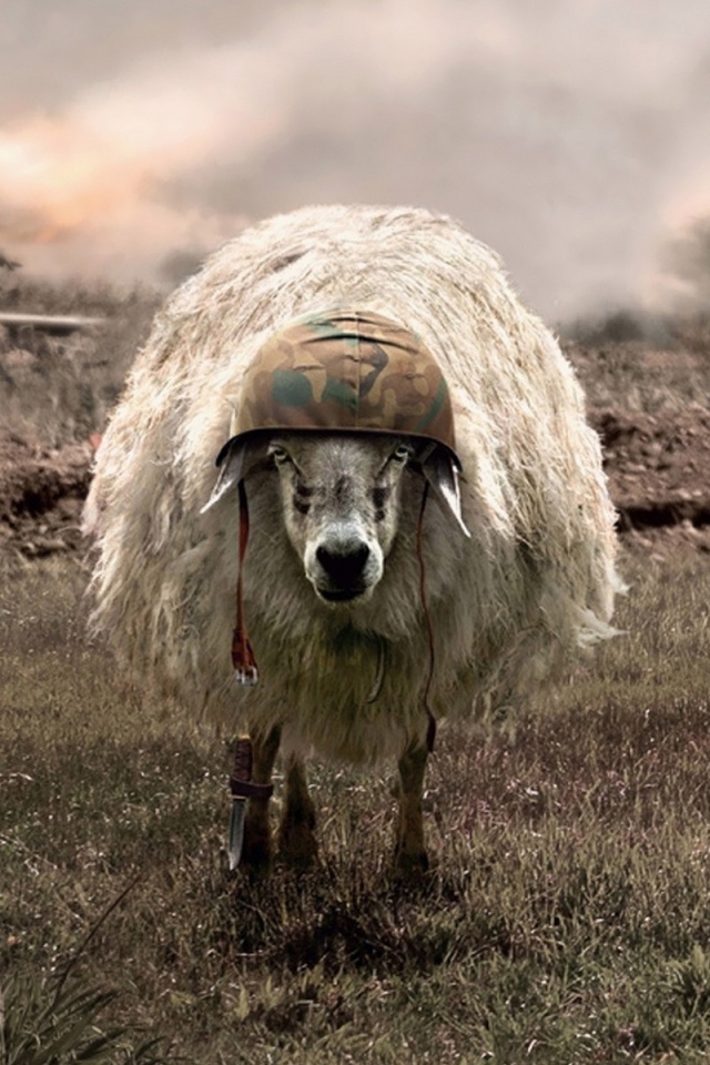 Овца на войне в каске