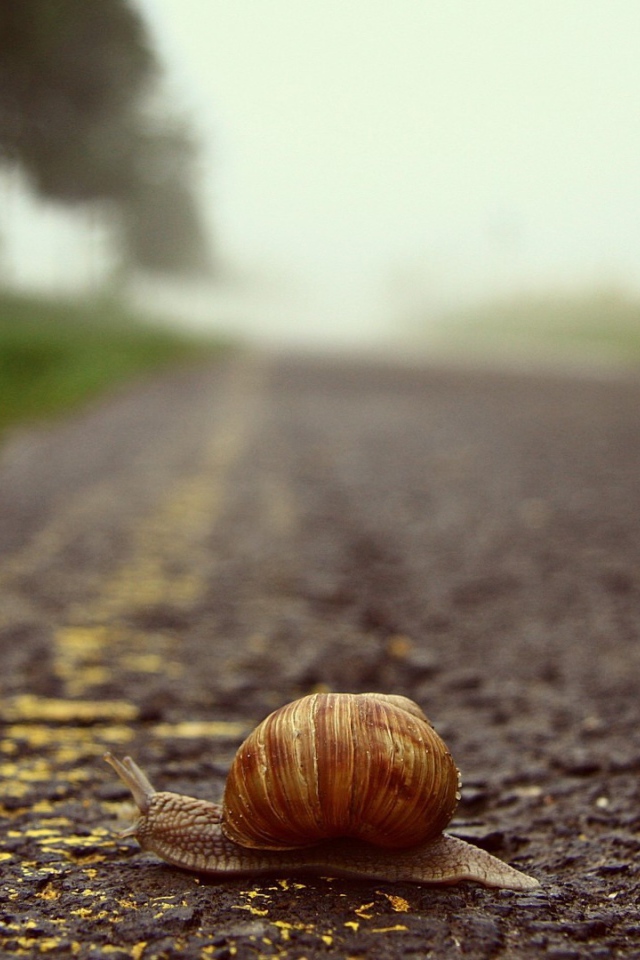 Улитка переползает через дорогу