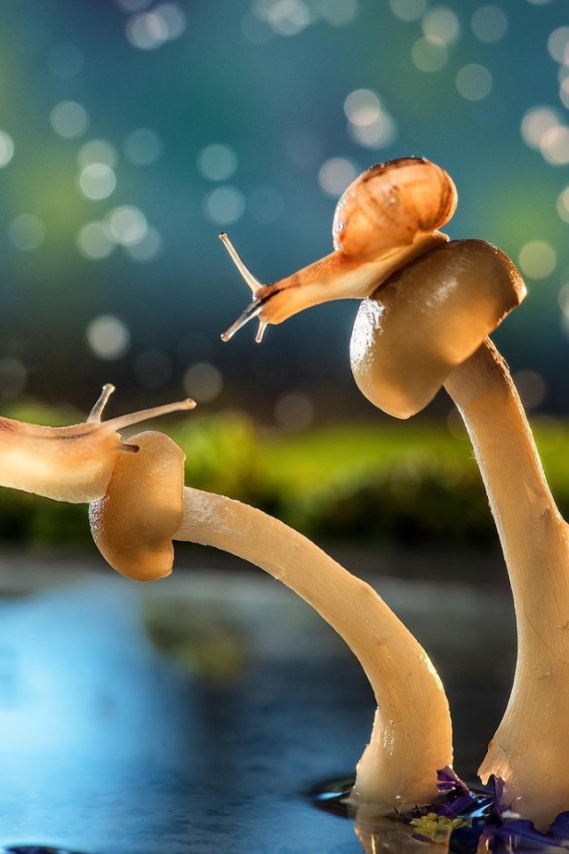 Улитки на шляпках грибов