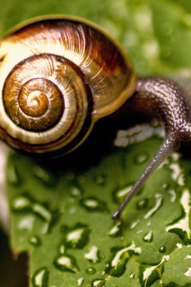 Улитка сидит на мокром листике