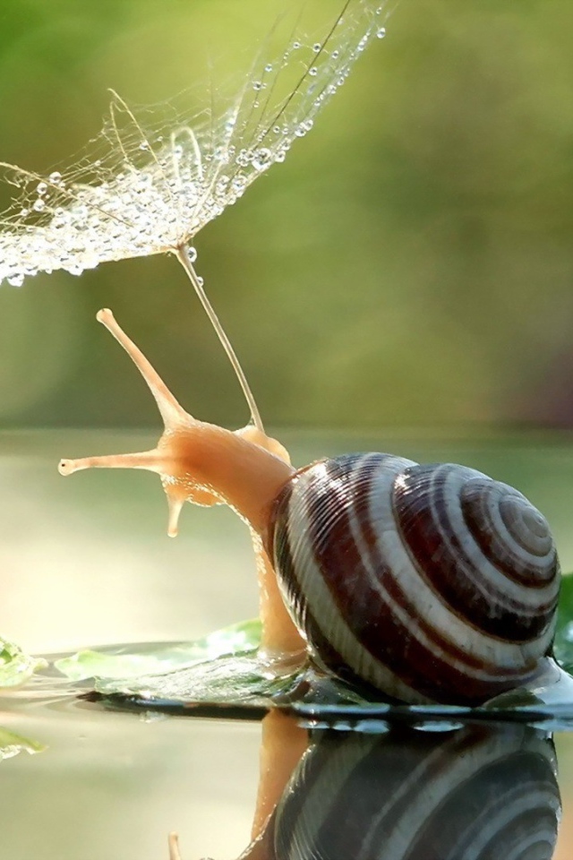 Улитка с зонтиком