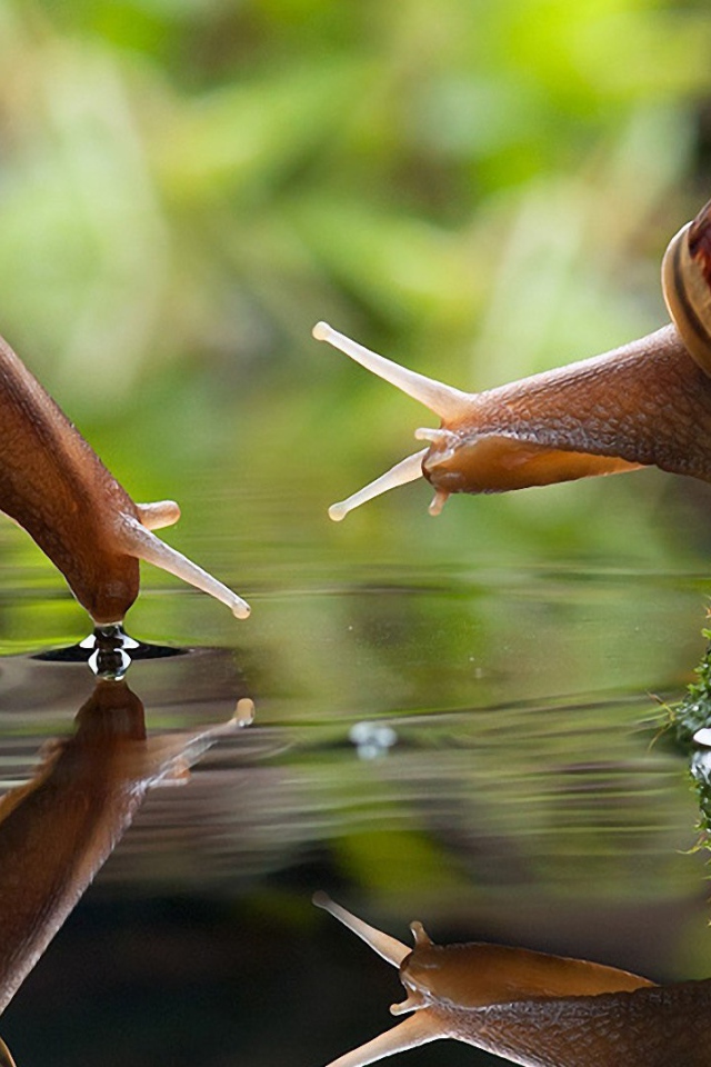 Улитки на водопое