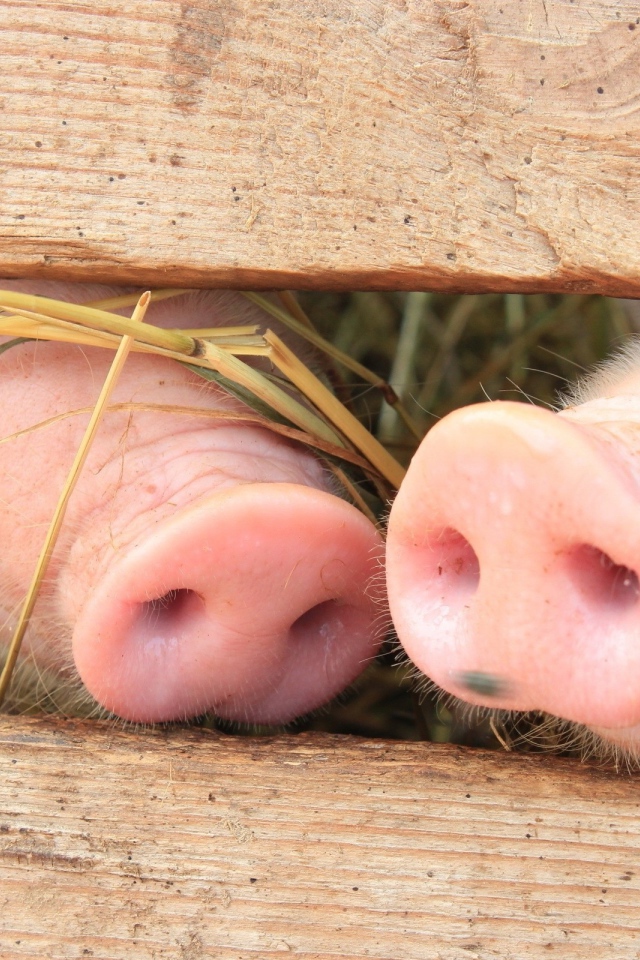 Носики двух поросят