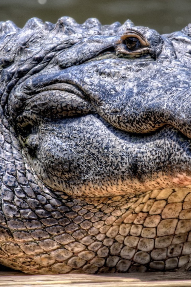 Грузный старый крокодил