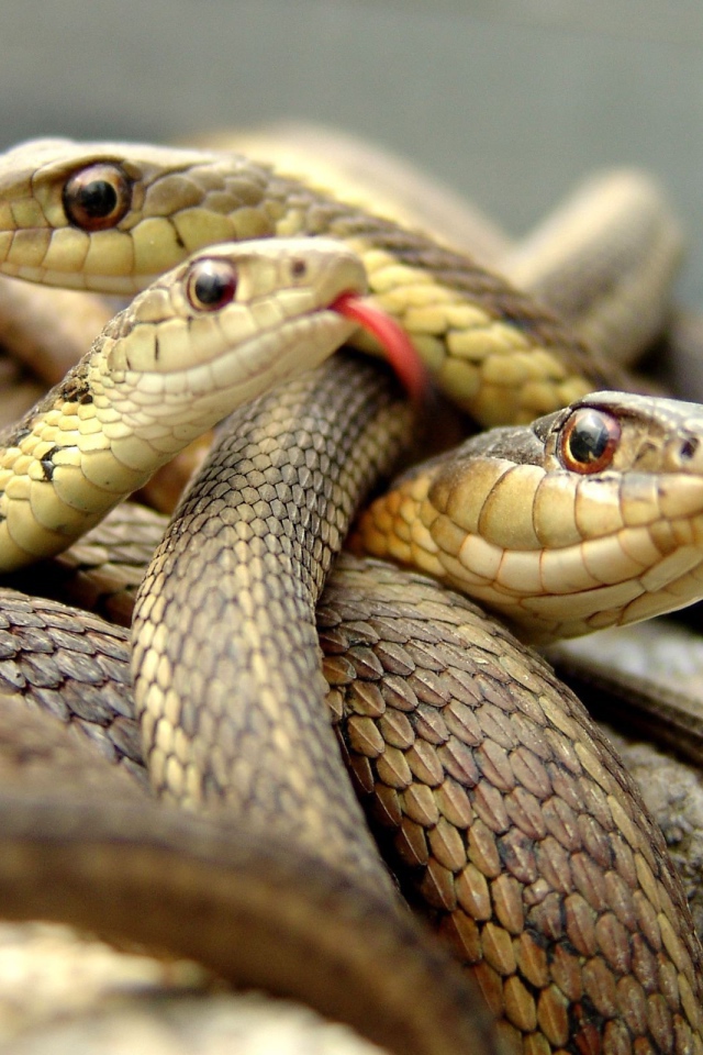 Клубок коричневых змей