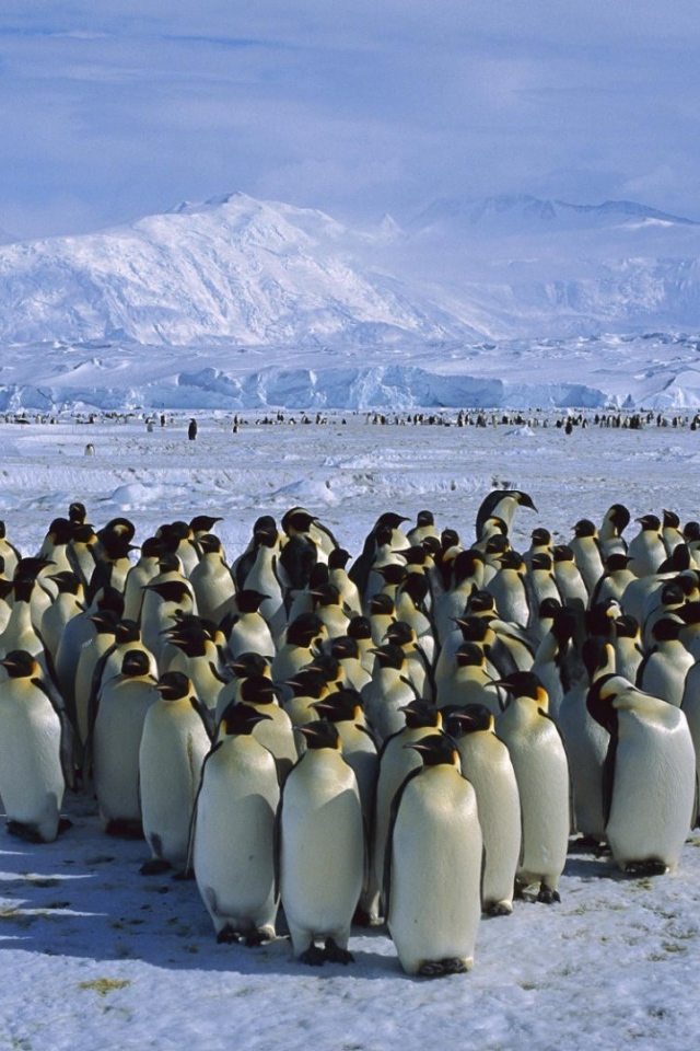 Толпа пингвинов в Антарктиде
