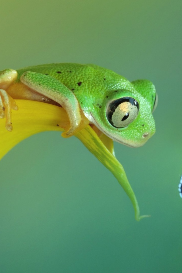 Лягушка смотрит на бабочку