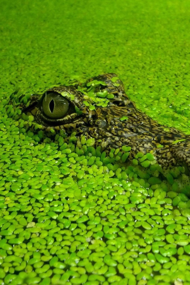 Голова маскирующегося крокодила