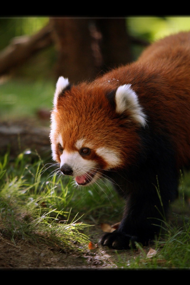 Красная панда ищет чем поживиться