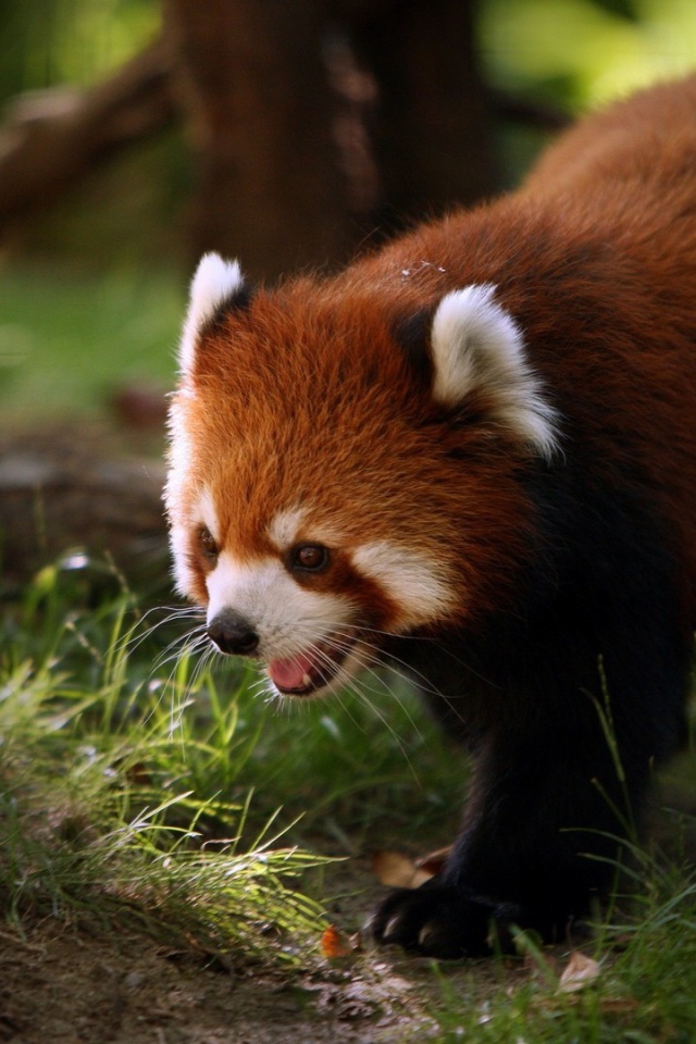 Красная панда идет по траве в лесу