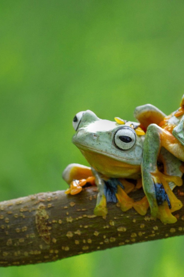 Три веселых лягушки