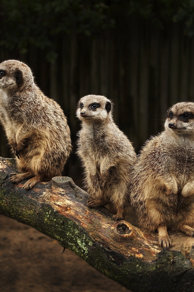 Три сурка на стволе дерева