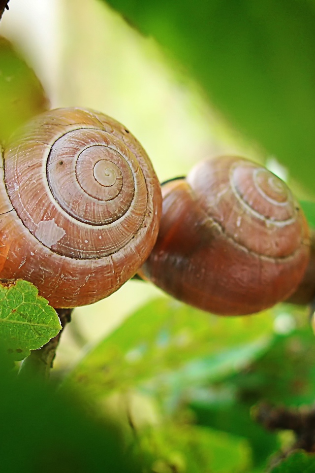 Три улитки на листьях