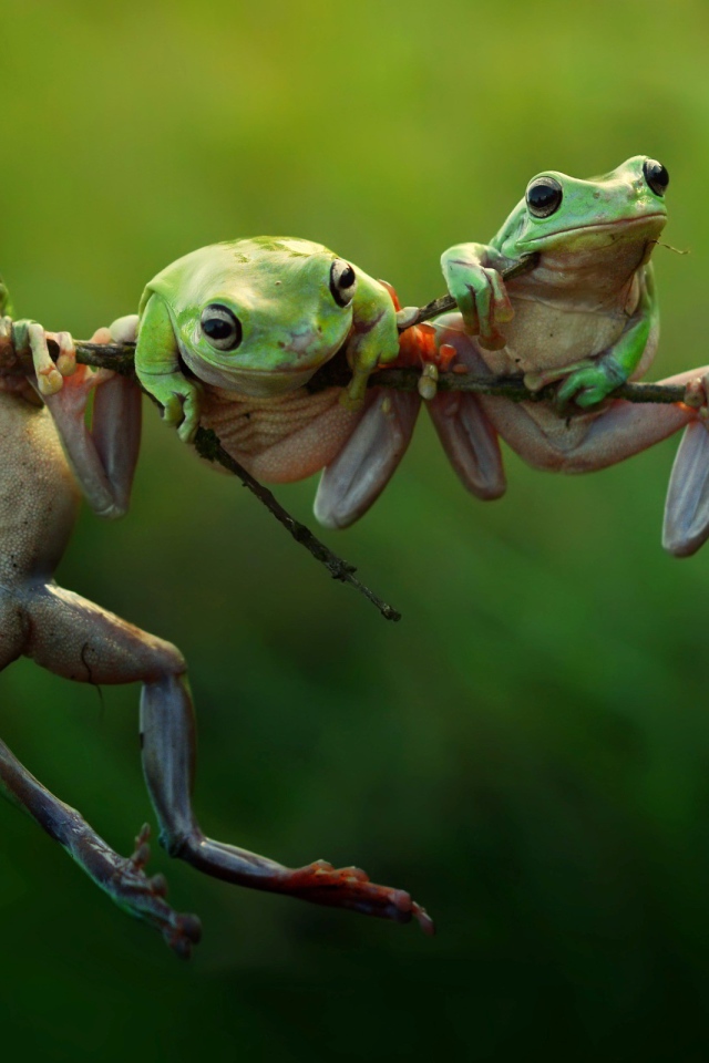 Три лягушки висят на ветке