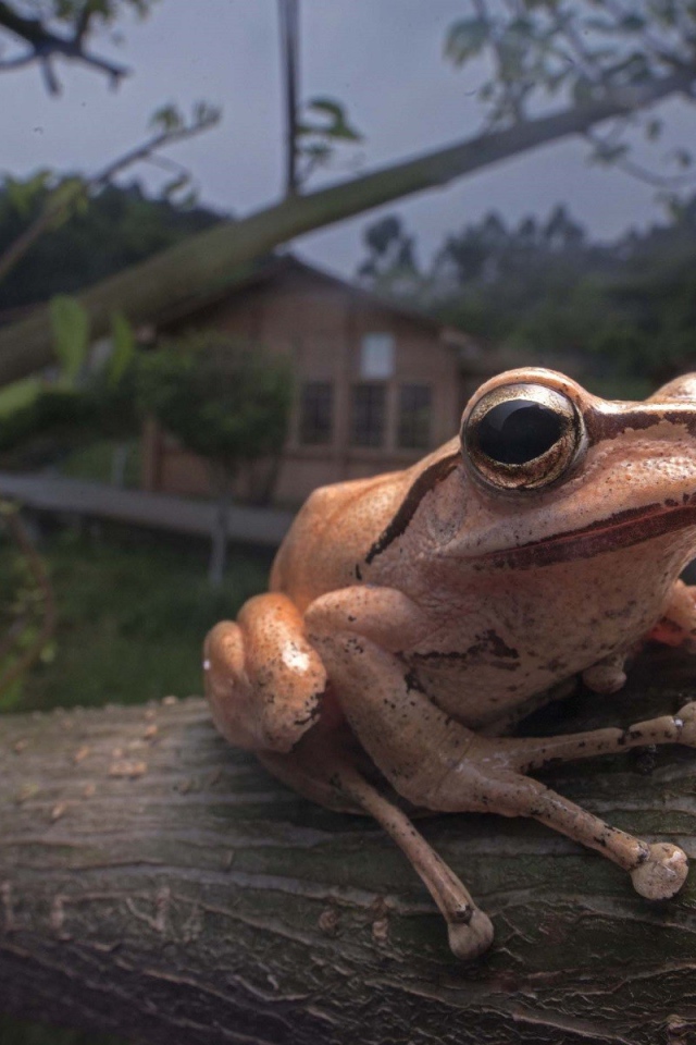 Древесная лягушка сидит на дереве
