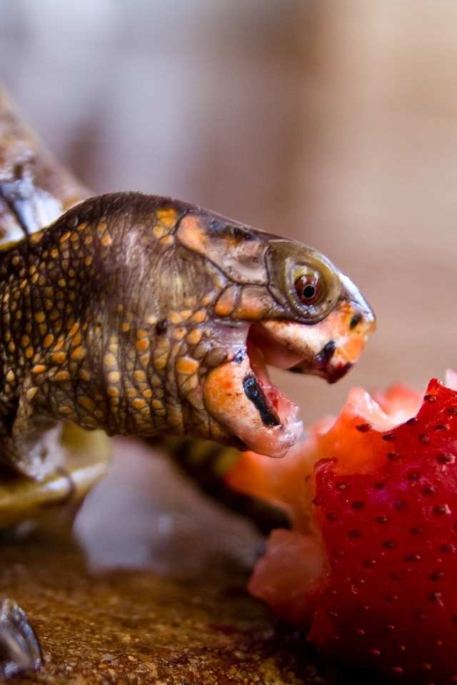 Черепаха с удовольствием ест клубнику