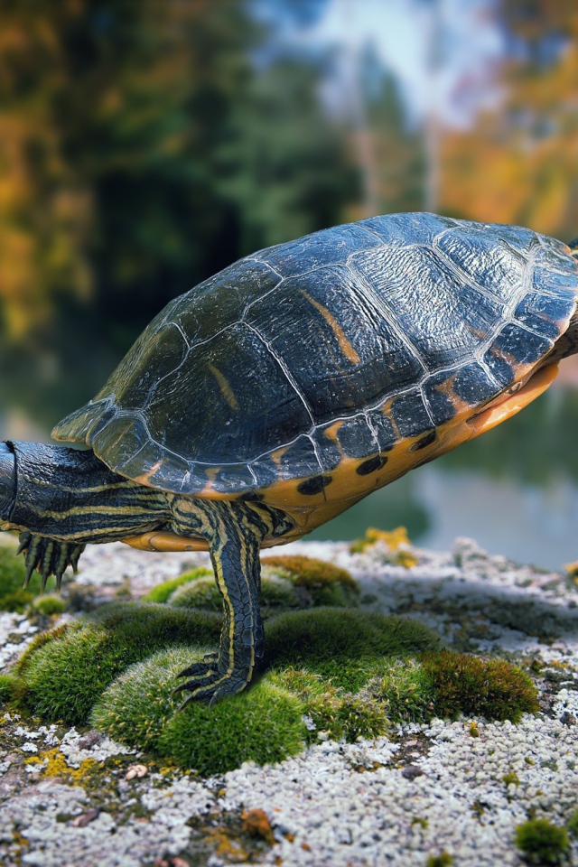 Черепаха стоит на передних лапах