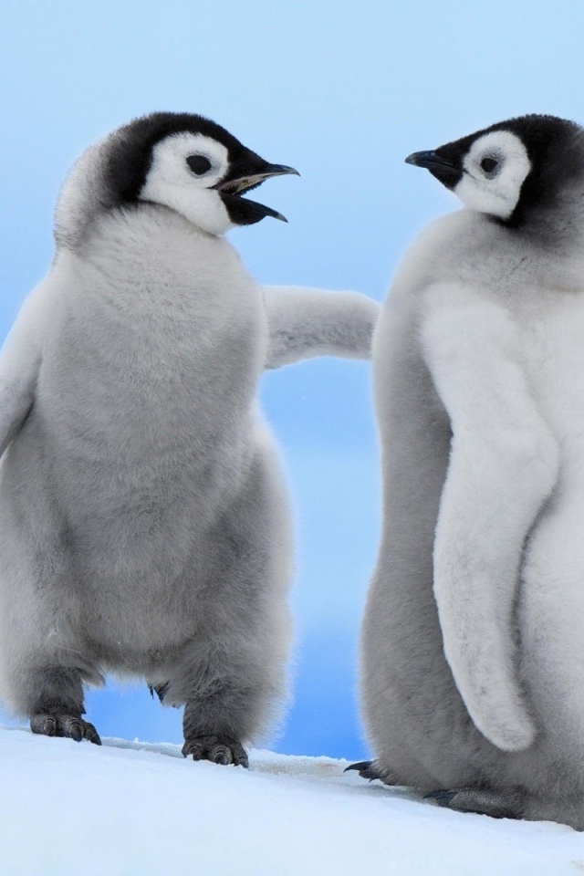 Два детеныша пингвинов