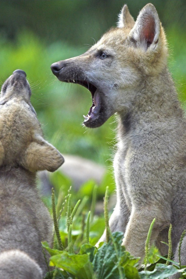 Два детеныша животных на траве