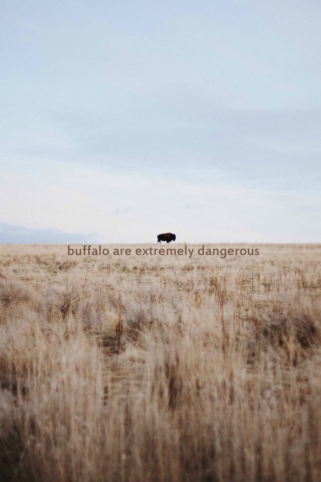 Дикий буйвол очень опасен