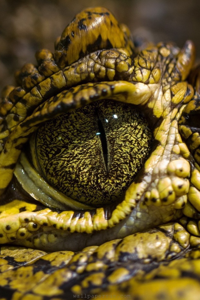 Зелено желтый крокодил