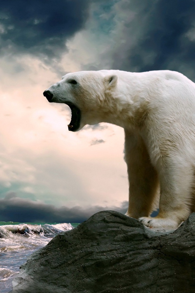 Полярный медведь сидит на камне и смотрит на море