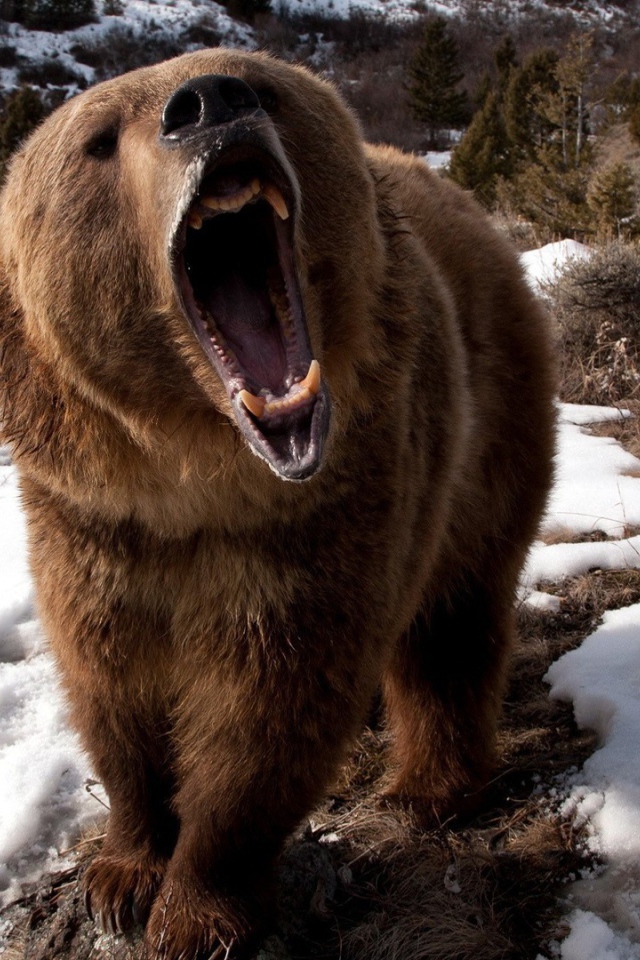 Злой медведь шатун