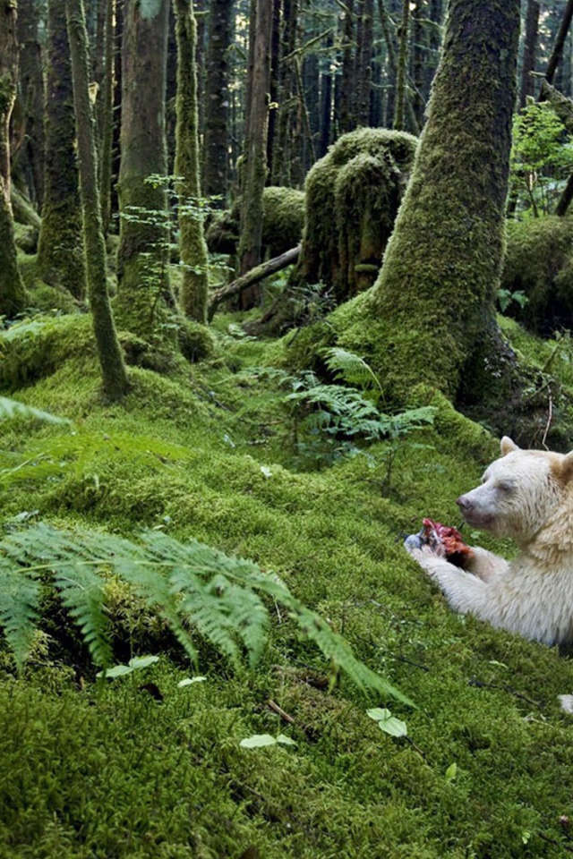 Медведь барибал альбинос