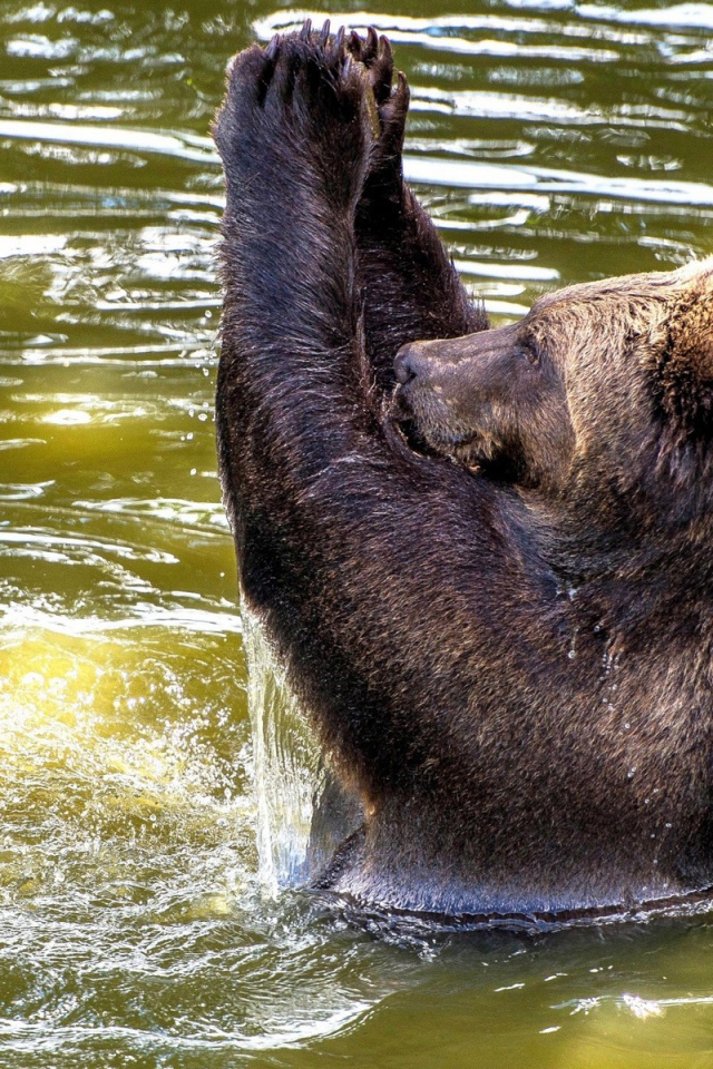 Медведь купается в воде