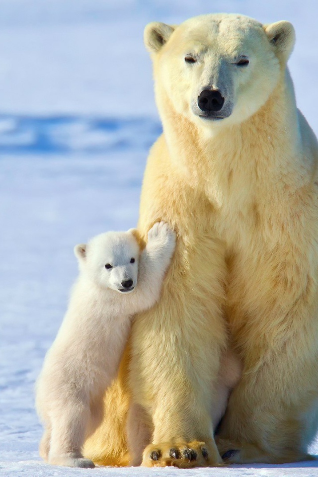 Медвежонок прижался к маме