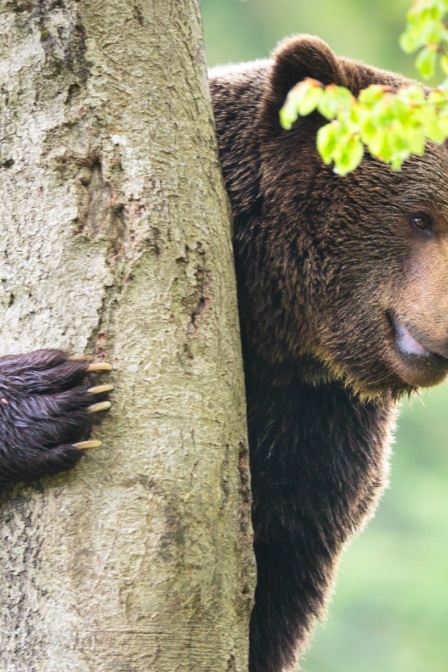 Медведь у дерева