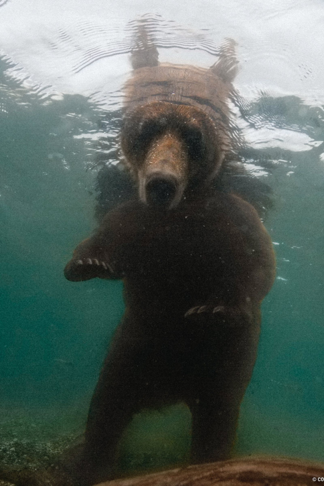 Bear looks under water
