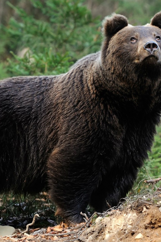 Медведь смотрит вверх
