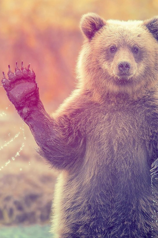 Медведь машет лапой стоя в воде