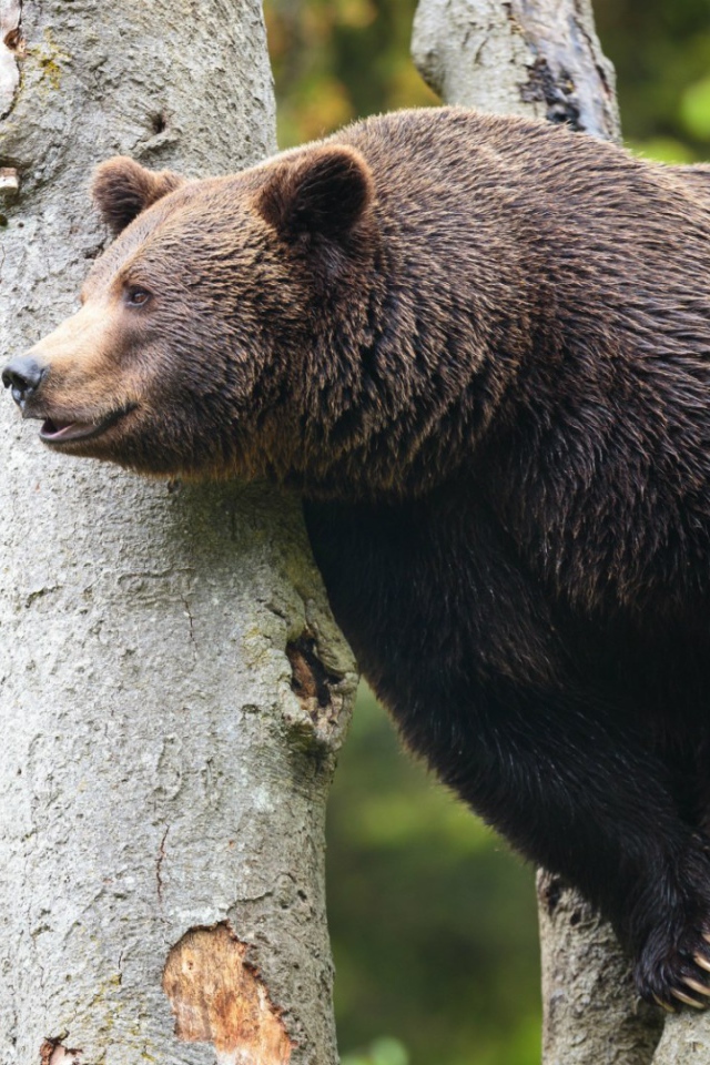 Медведь сидит высоко на дереве