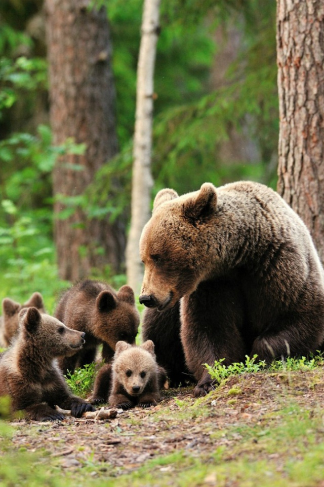 Медведица со своими медвежатами