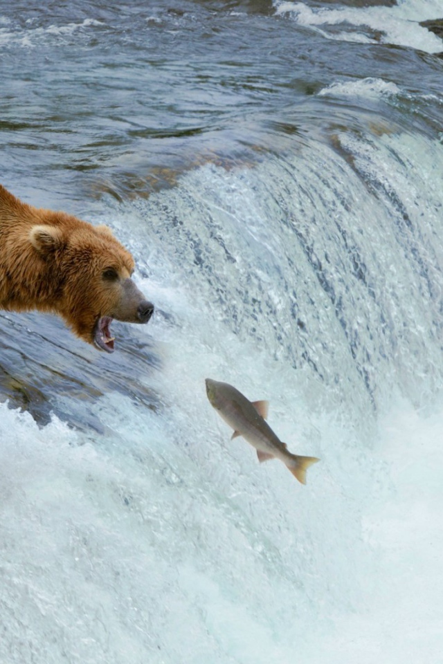 Медведи ловят рыбу, идущую на нерест
