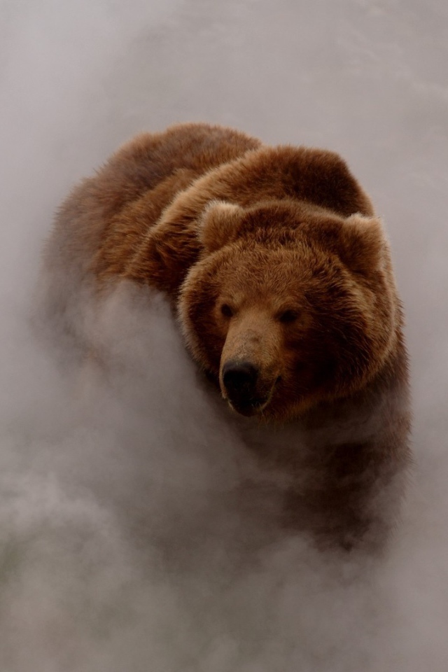 Бурый медведь выходит из густого тумана