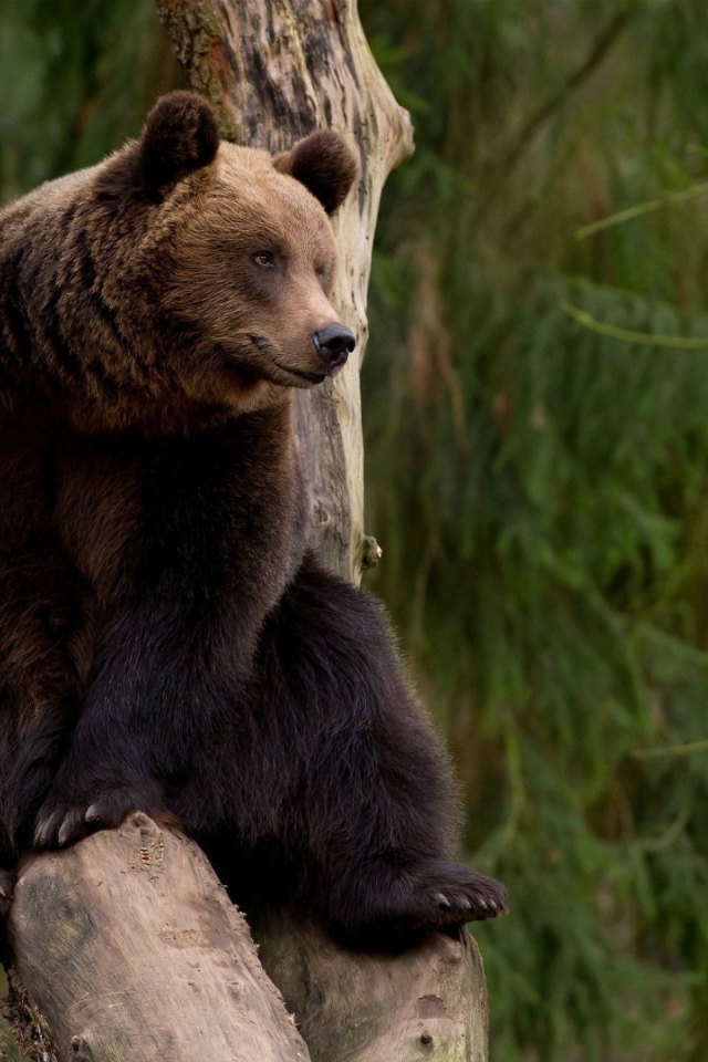 Бурый медведь на дереве