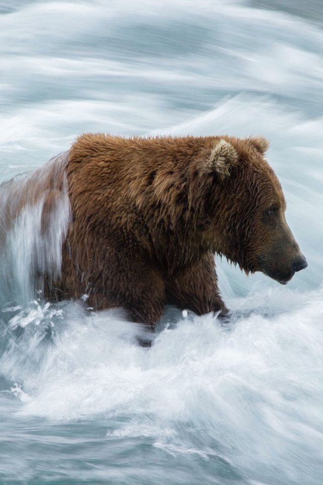 Бурый медведь в бурном потоке