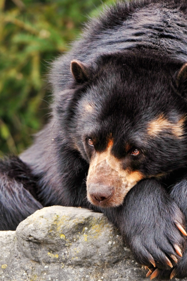 Коричневый медведь грустит