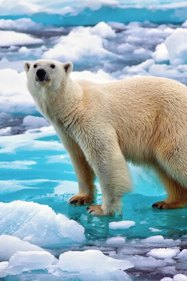 Забавный полярный медведь на льду