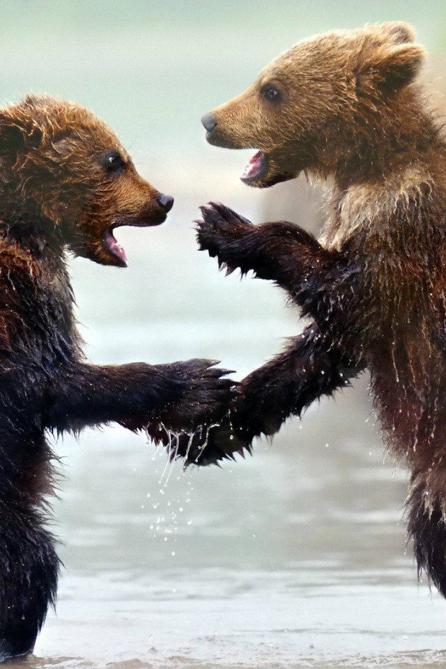 Забавные мокрые медвежата